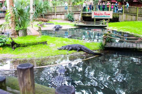 St augustine alligator farm zoological park - Practical Info. Only a five-minute drive from downtown St. Augustine, the Alligator Farm Zoological Park is easily accessible by car. The park is open daily from 9am to 5pm, with extended hours until 6pm in summer. Admission costs …